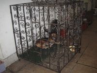 Sell pet products-Dog cage