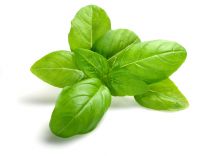 Basil