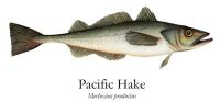 Hake Whiting (Merluccius productus)