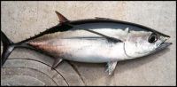 Albacore Tuna (Thunnus alalunga)