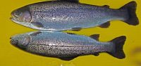 Farmed Steelhead (Oncorhynchus mykiss)