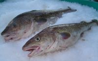 True Cod, Pacific Cod, Cod