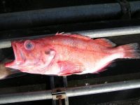 Pacific Ocean Perch (Sebastes alutus)