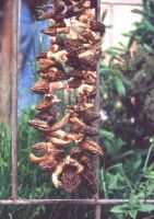 Dried Morel