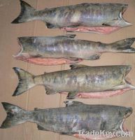 Frozen 6/9 Chum Salmon (O. keta)