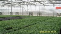 Sell Vegetable-growng Greenhouse
