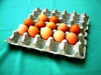 sell egg trays
