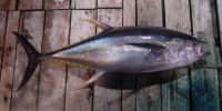 Sell Frozen Yellow fin Tuna Whole , GG and or Loins