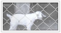 Sell wire mesh guards