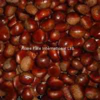 Sell Fresh Chestnut