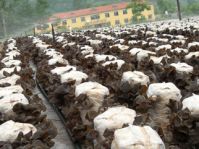 Sell spring fungus