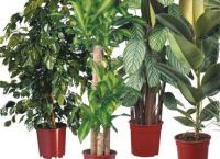 Sell House Plants Non Flowering