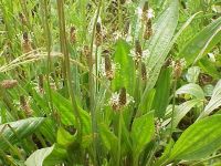 Sell Plantago