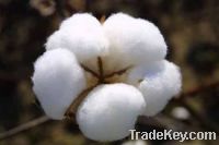 Sell RAW COTTON