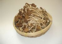 Sell Dried Agrocybe Aegertia