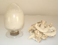Sell Champignons mushroom powder