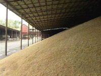 Soft Wheat