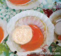 Sell Frozen Half-Shell Scallop Roe-on, IQF, China Origin