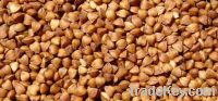 Sell roasted buckwheat kernel