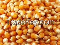 Raw maize corn yellow white