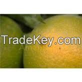Fresh fruit oranges wholesale sweet mango