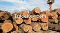 selling wood chip SYP wood