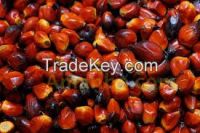 selling palm nuts oils plant