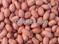 selling groundnut peanuts nuts