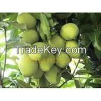 selling fresh mangos fruit