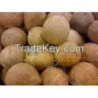 selling coconut seed good quality