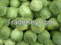 selling fresh cabbage fruit