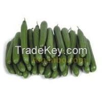 selling fresh cucumber vegetables