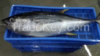 selling yellow fin tuna