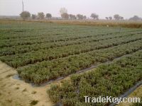 Sell lavender seedlings