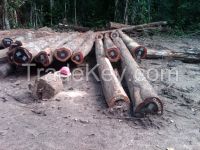 Wamara Logs