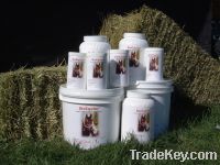 BioEquine Horse Supplement