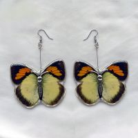 Real Butterfly Earring