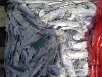 Sell Frozen Baltic herring