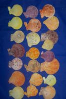 Sell  Sea shell, natural stone, handicraft from Vietnam