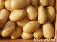 Selling/ Exporting Potato from Bangladesh