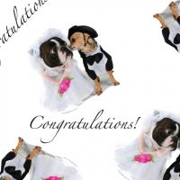 Pug and Chihuahua Wedding Gift Wrap