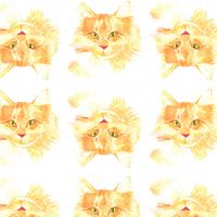 Beautiful Cat All Occasion Gift Wrap