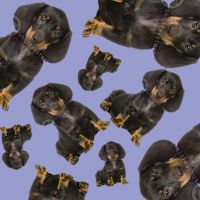 Short Haired Dachshund All Occasion Gift Wrap