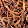Sell Cordyceps Sinensis Extract