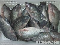 Sell black tilapia whole round whole gutted scaled tilapia fillets