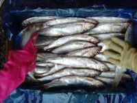 SELL FROZEN HERRING