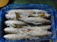 Sell FROEN YELLOW TAIL