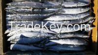 FROZEN PACIFIC SAURY