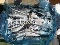 Sell FROZEN PACIFIC MACKEREL