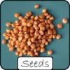 Sell Cactus & Succulent Seeds